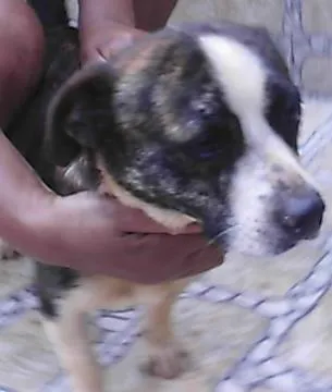 Cachorro ra a SRD idade 2 anos nome Duke