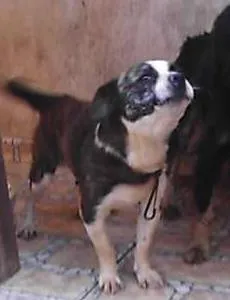 Cachorro ra a SRD idade 2 anos nome Duke