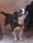 Duke
