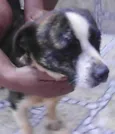 Duke