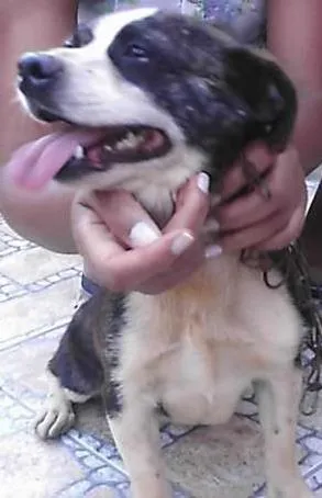 Cachorro ra a SRD idade 2 anos nome Duke