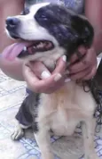 Duke
