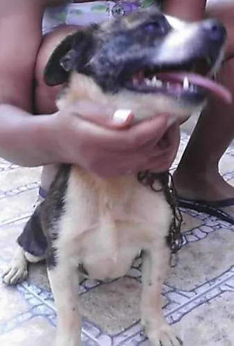 Cachorro ra a SRD idade 2 anos nome Duke