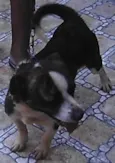 Duke