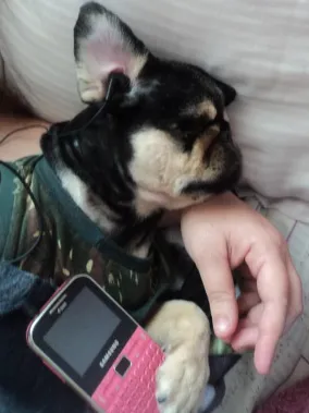 Cachorro raça Pequines idade 6 ou mais anos nome Bethowen