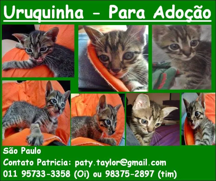Gato ra a SRD idade Abaixo de 2 meses nome Uruquinha