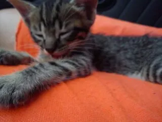 Gato ra a SRD idade Abaixo de 2 meses nome Uruquinha