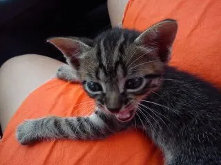 Gato ra a SRD idade Abaixo de 2 meses nome Uruquinha