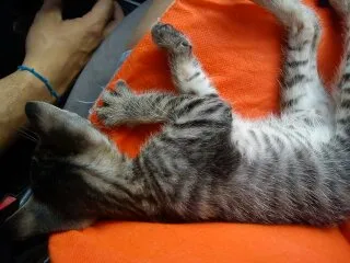Gato ra a SRD idade Abaixo de 2 meses nome Uruquinha