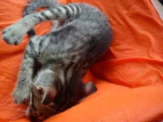 Gato ra a SRD idade Abaixo de 2 meses nome Uruquinha