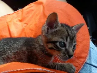 Gato ra a SRD idade Abaixo de 2 meses nome Uruquinha