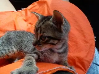 Gato ra a SRD idade Abaixo de 2 meses nome Uruquinha