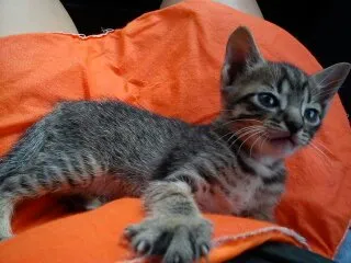Gato ra a SRD idade Abaixo de 2 meses nome Uruquinha