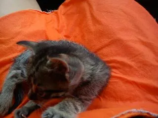 Gato ra a SRD idade Abaixo de 2 meses nome Uruquinha