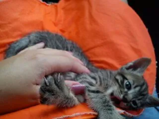 Gato ra a SRD idade Abaixo de 2 meses nome Uruquinha