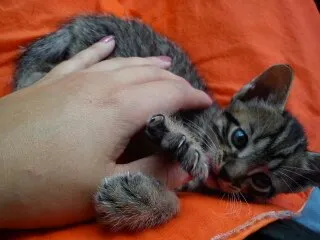Gato ra a SRD idade Abaixo de 2 meses nome Uruquinha