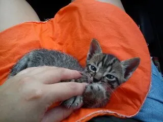 Gato ra a SRD idade Abaixo de 2 meses nome Uruquinha