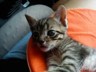 Gato ra a SRD idade Abaixo de 2 meses nome Uruquinha