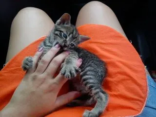 Gato ra a SRD idade Abaixo de 2 meses nome Uruquinha