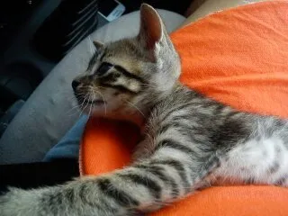 Gato ra a SRD idade Abaixo de 2 meses nome Uruquinha