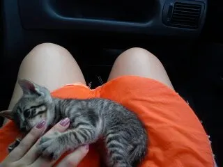 Gato ra a SRD idade Abaixo de 2 meses nome Uruquinha