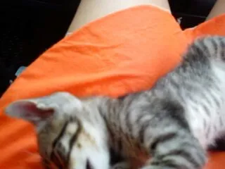Gato ra a SRD idade Abaixo de 2 meses nome Uruquinha