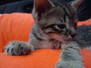 Gato ra a SRD idade Abaixo de 2 meses nome Uruquinha