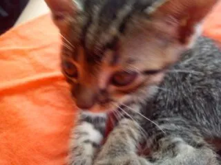 Gato ra a SRD idade Abaixo de 2 meses nome Uruquinha