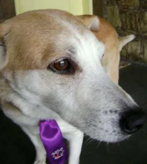 Cachorro raça SRD idade 6 ou mais anos nome Bob