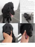 Fumaça