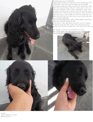 Cachorro raça SRD idade  nome Fumaça