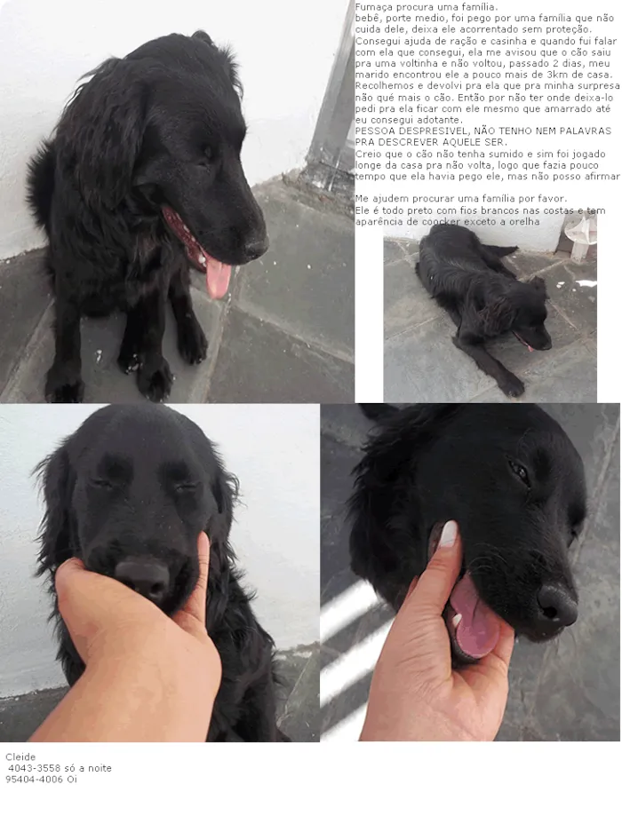 Cachorro ra a SRD idade  nome Fumaça