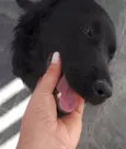 Fumaça