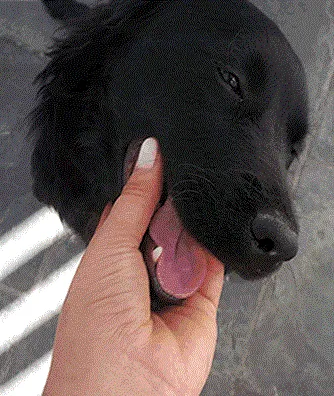 Cachorro ra a SRD idade  nome Fumaça