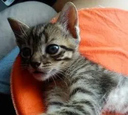 Gato ra a SRD idade Abaixo de 2 meses nome Uruquinha