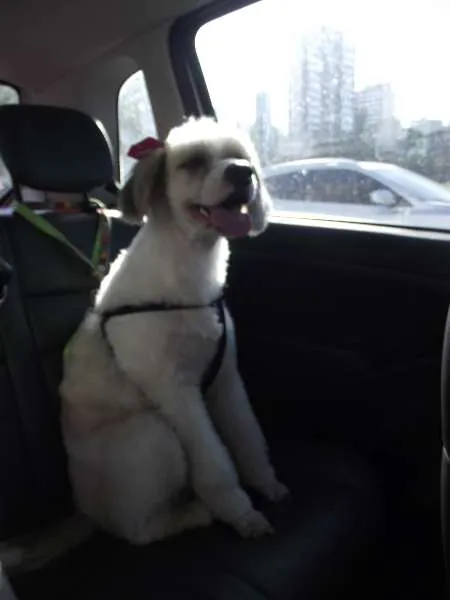 Cachorro raça SRD idade  nome VITORIA