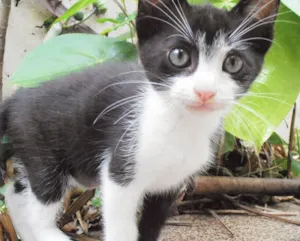 Gato raça srd idade 2 a 6 meses nome Candy