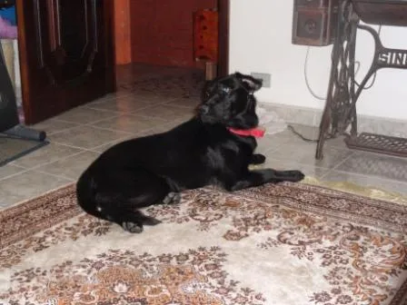 Cachorro ra a Labrador mix idade 7 a 11 meses nome Thor 