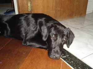 Cachorro raça Labrador mix idade 7 a 11 meses nome Thor 