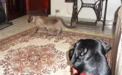 Cachorro ra a Labrador mix idade 7 a 11 meses nome Thor 
