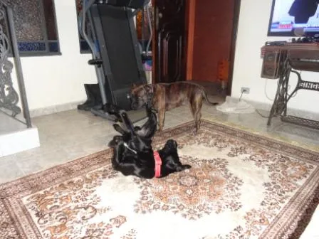 Cachorro ra a Labrador mix idade 7 a 11 meses nome Thor 