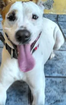 Cachorro ra a sdf idade 7 a 11 meses nome sofia