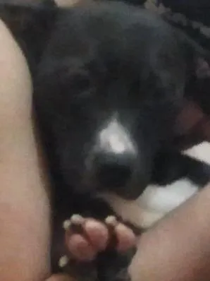 Cachorro raça vira lata idade 5 anos nome Kira