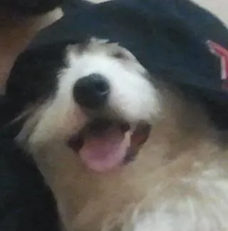 Cachorro ra a vira lata idade 3 anos nome turok