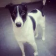 Buddy