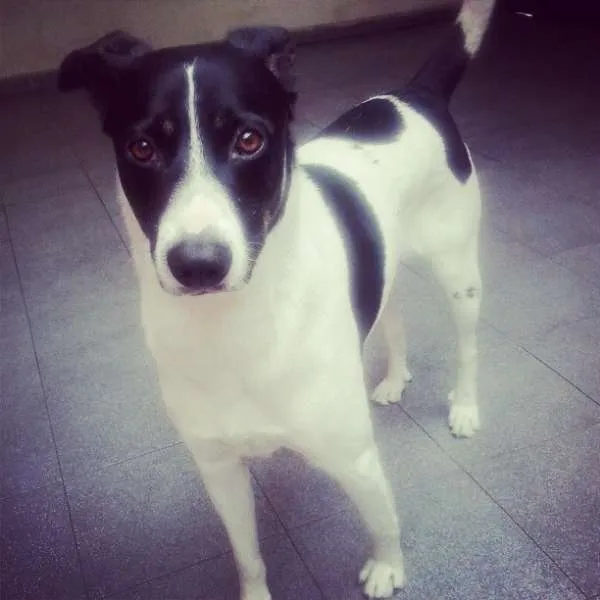 Cachorro ra a SRD idade 2 anos nome Buddy