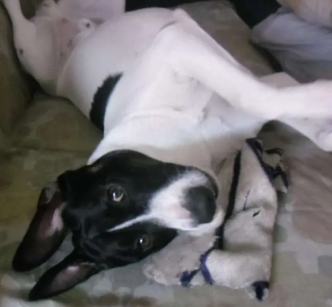 Cachorro ra a SRD idade 2 anos nome Buddy