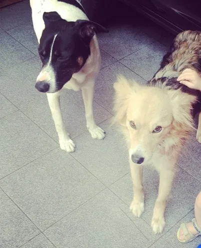 Cachorro ra a SRD idade 2 anos nome Charlotte