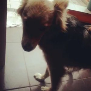 Cachorro raça SRD idade 2 anos nome Charlotte