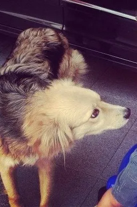 Cachorro ra a SRD idade 2 anos nome Charlotte